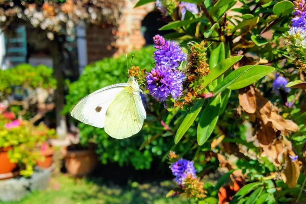 Bellavista La Tua Romantica Vacanza Sul Trasimeno Daire Castiglione del Lago Dış mekan fotoğraf