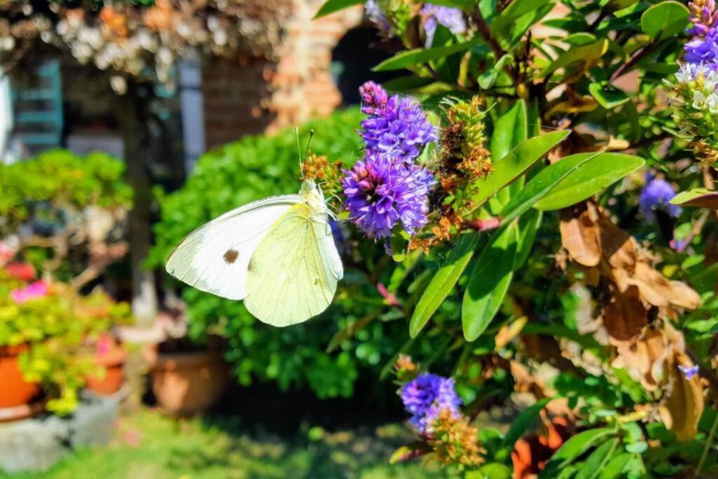 Bellavista La Tua Romantica Vacanza Sul Trasimeno Castiglione del Lago Dış mekan fotoğraf