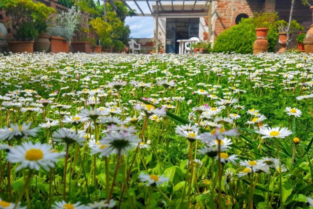 Bellavista La Tua Romantica Vacanza Sul Trasimeno Daire Castiglione del Lago Dış mekan fotoğraf